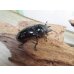 画像4: 新成虫☆レギウスオオツヤクワガタ♂67ミリ♀42ミリペア販売！！ (4)