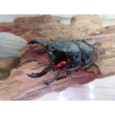画像2: 新成虫☆レギウスオオツヤクワガタ♂67ミリ♀42ミリペア販売！！