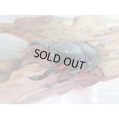 画像2: 新成虫☆レギウスオオツヤクワガタ♂67ミリ♀42ミリペア販売！！