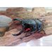 画像2: 新成虫☆レギウスオオツヤクワガタ♂67ミリ♀42ミリペア販売！！ (2)