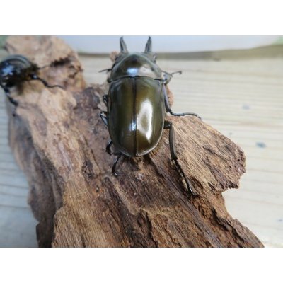 画像3: ☆美麗新成虫☆ババオウゴンオニクワガタ♂63ミリ♀44ミリペア販売！！