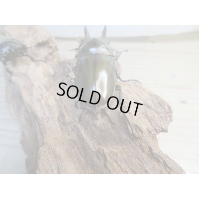 画像3: ☆美麗新成虫☆ババオウゴンオニクワガタ♂63ミリ♀44ミリペア販売！！