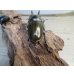 画像3: ☆美麗新成虫☆ババオウゴンオニクワガタ♂63ミリ♀44ミリペア販売！！ (3)