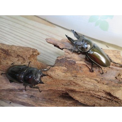 画像5: ☆美麗新成虫☆ババオウゴンオニクワガタ♂63ミリ♀44ミリペア販売！！