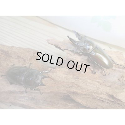 画像5: ☆美麗新成虫☆ババオウゴンオニクワガタ♂63ミリ♀44ミリペア販売！！