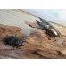 画像5: ☆美麗新成虫☆ババオウゴンオニクワガタ♂63ミリ♀44ミリペア販売！！ (5)