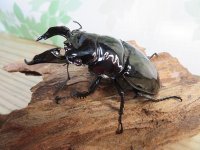 新成虫☆レギウスオオツヤクワガタ♂77ミリ♀45ミリペア販売！！