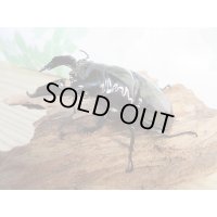 新成虫☆レギウスオオツヤクワガタ♂77ミリ♀45ミリペア販売！！