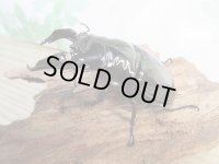 新成虫☆レギウスオオツヤクワガタ♂77ミリ♀45ミリペア販売！！