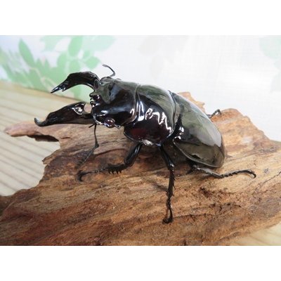 画像1: 新成虫☆レギウスオオツヤクワガタ♂77ミリ♀45ミリペア販売！！