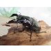 画像1: 新成虫☆レギウスオオツヤクワガタ♂77ミリ♀45ミリペア販売！！ (1)