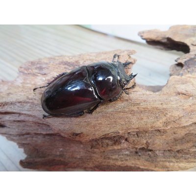 画像4: 新成虫☆レギウスオオツヤクワガタ♂77ミリ♀45ミリペア販売！！