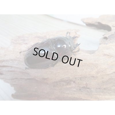 画像4: 新成虫☆レギウスオオツヤクワガタ♂77ミリ♀45ミリペア販売！！