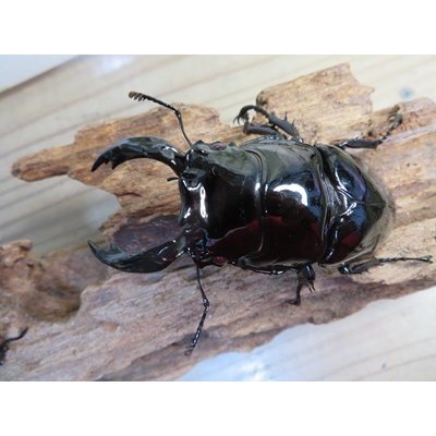 画像2: 新成虫☆レギウスオオツヤクワガタ♂77ミリ♀45ミリペア販売！！