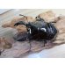 画像2: 新成虫☆レギウスオオツヤクワガタ♂77ミリ♀45ミリペア販売！！ (2)