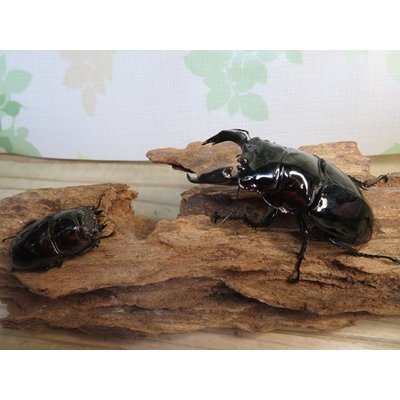 画像5: 新成虫☆レギウスオオツヤクワガタ♂77ミリ♀45ミリペア販売！！