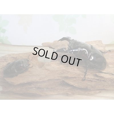 画像5: 新成虫☆レギウスオオツヤクワガタ♂77ミリ♀45ミリペア販売！！