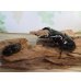 画像5: 新成虫☆レギウスオオツヤクワガタ♂77ミリ♀45ミリペア販売！！ (5)