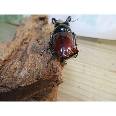 画像3: ☆美麗新成虫☆オーベルチュールクロツヤシカクワガタ♂50ミリ♀32ミリペア販売！！