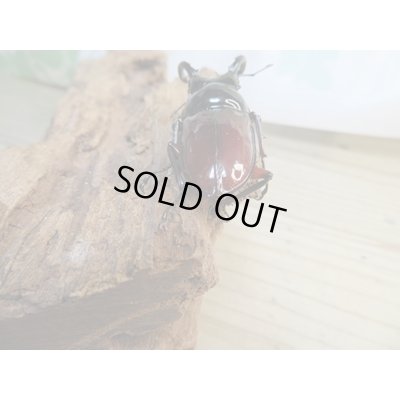画像3: ☆美麗新成虫☆オーベルチュールクロツヤシカクワガタ♂50ミリ♀32ミリペア販売！！
