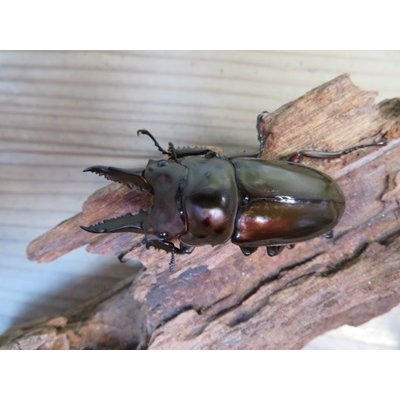 画像2: ☆美麗新成虫☆ババオウゴンオニクワガタ♂63ミリ♀44ミリペア販売！！