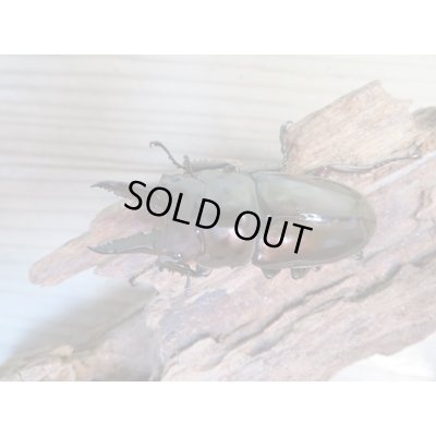 画像2: ☆美麗新成虫☆ババオウゴンオニクワガタ♂63ミリ♀44ミリペア販売！！