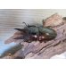 画像2: ☆美麗新成虫☆ババオウゴンオニクワガタ♂63ミリ♀44ミリペア販売！！ (2)