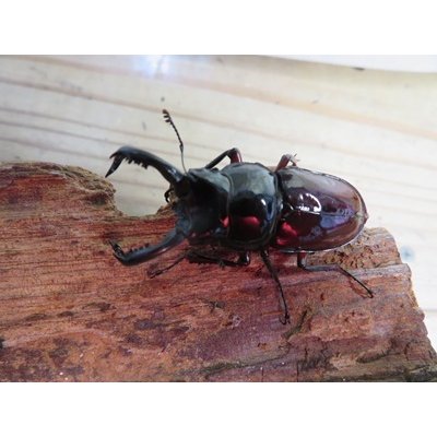 画像2: ☆美麗新成虫☆オーベルチュールクロツヤシカクワガタ♂50ミリ♀32ミリペア販売！！