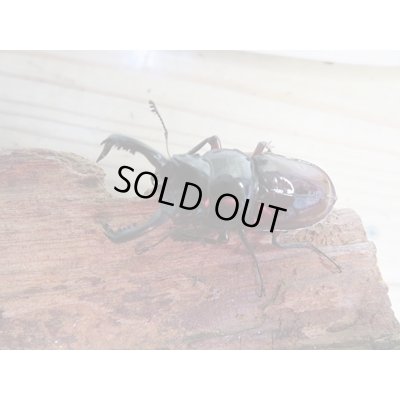 画像2: ☆美麗新成虫☆オーベルチュールクロツヤシカクワガタ♂50ミリ♀32ミリペア販売！！