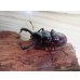 画像2: ☆美麗新成虫☆オーベルチュールクロツヤシカクワガタ♂50ミリ♀32ミリペア販売！！ (2)