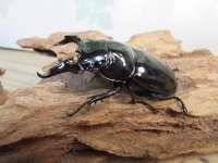 新成虫☆レギウスオオツヤクワガタ♂67ミリ♀42ミリペア販売！！