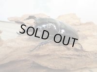 新成虫☆レギウスオオツヤクワガタ♂67ミリ♀42ミリペア販売！！