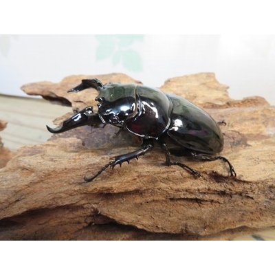 画像1: 新成虫☆レギウスオオツヤクワガタ♂67ミリ♀42ミリペア販売！！