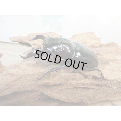 画像1: 新成虫☆レギウスオオツヤクワガタ♂67ミリ♀42ミリペア販売！！