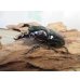 画像1: 新成虫☆レギウスオオツヤクワガタ♂67ミリ♀42ミリペア販売！！ (1)