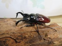 ☆美麗新成虫☆オーベルチュールクロツヤシカクワガタ♂50ミリ♀32ミリペア販売！！