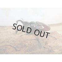 ☆美麗新成虫☆オーベルチュールクロツヤシカクワガタ♂50ミリ♀32ミリペア販売！！