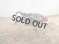 ☆美麗新成虫☆オーベルチュールクロツヤシカクワガタ♂50ミリ♀32ミリペア販売！！