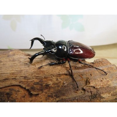 画像1: ☆美麗新成虫☆オーベルチュールクロツヤシカクワガタ♂50ミリ♀32ミリペア販売！！