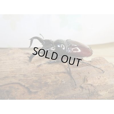 画像1: ☆美麗新成虫☆オーベルチュールクロツヤシカクワガタ♂50ミリ♀32ミリペア販売！！