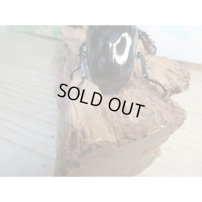 画像3: 新成虫☆レギウスオオツヤクワガタ♂77ミリ♀45ミリペア販売！！