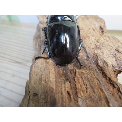 画像3: 新成虫☆レギウスオオツヤクワガタ♂67ミリ♀42ミリペア販売！！