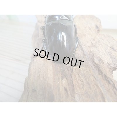 画像3: 新成虫☆レギウスオオツヤクワガタ♂67ミリ♀42ミリペア販売！！