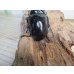 画像3: 新成虫☆レギウスオオツヤクワガタ♂67ミリ♀42ミリペア販売！！ (3)