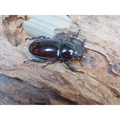 画像4: ☆美麗新成虫☆オーベルチュールクロツヤシカクワガタ♂50ミリ♀32ミリペア販売！！