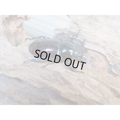 画像4: ☆美麗新成虫☆オーベルチュールクロツヤシカクワガタ♂50ミリ♀32ミリペア販売！！