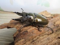 ☆美麗新成虫☆ババオウゴンオニクワガタ♂63ミリ♀44ミリペア販売！！