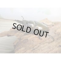 ☆美麗新成虫☆ババオウゴンオニクワガタ♂63ミリ♀44ミリペア販売！！