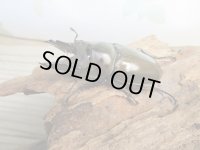 ☆美麗新成虫☆ババオウゴンオニクワガタ♂63ミリ♀44ミリペア販売!!