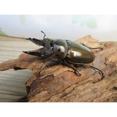 画像1: ☆美麗新成虫☆ババオウゴンオニクワガタ♂63ミリ♀44ミリペア販売！！